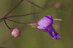 Slenderleaf false foxglove